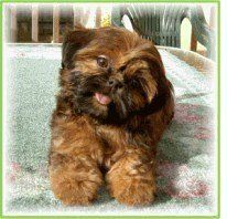 Washington state Shih Tzu breeder